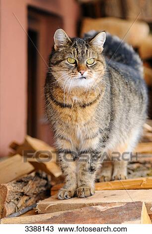 Cat standing on logs, Styria, Austria View Large Photo Image Stock Image - Cat standing on logs, Styria, Austria . Fotosearch