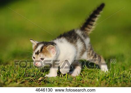 Stock Image - Cat . Fotosearch