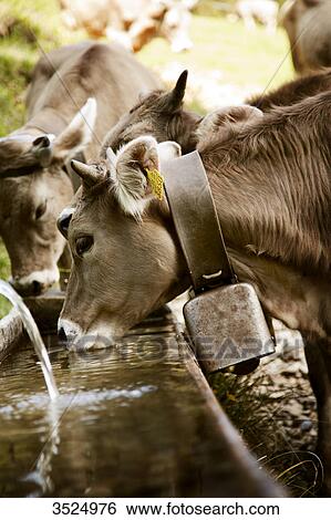 Stock Photograph - Cattle drinking water from water trough . Fotosearch