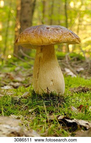 Stock Image - Cep (Boletus edulis) growing in forest, Bavaria, Germany, surface level, close-up . Fotosearch