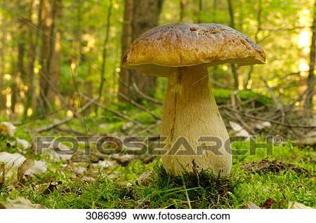 Cep (Boletus edulis) growing in forest, Bavaria, Germany, surface level, close-up View Large Photo Image Stock Photo - Cep (Boletus edulis) growing in forest, Bavaria, Germany, surface level, close-up . Fotosearch