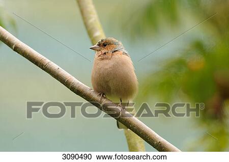 Stock Image - Chaffinch, Fringilla coelebs, full shot . Fotosearch