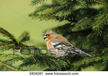 Stock Image - Chaffinch (Fringilla coelebs) perching on a twig, Bavaria, Germany, side view . Fotosearch