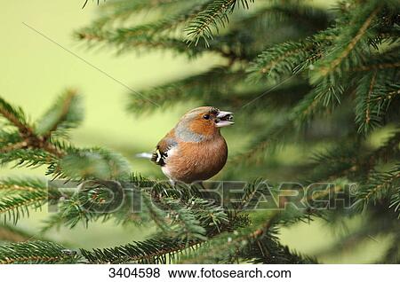 Chaffinch (Fringilla coelebs) perching on a twig, Bavaria, Germany View Large Photo Image Stock Photo - Chaffinch (Fringilla coelebs) perching on a twig, Bavaria, Germany . Fotosearch