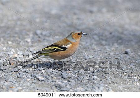 Stock Image - Chaffinch (Fringilla coelebs) . Fotosearch