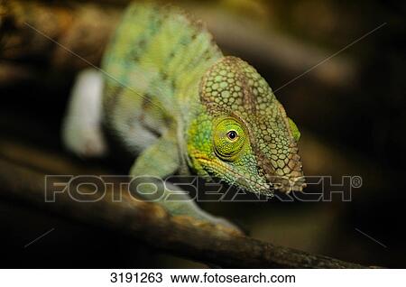 Stock Image - Chameleon (Furcifer pardalis), Zoo of Augsburg, Germany, close-up . Fotosearch