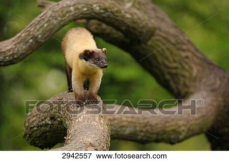 Charsas (Martes flavigula) on a branch View Large Photo Image Stock Photo - Charsas (Martes flavigula) on a branch . Fotosearch