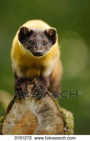 Stock Image - Charsas (Martes flavigula) on tree trunk, front view . Fotosearch