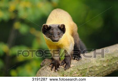 Stock Photo - Charsas (Martes flavigula) on tree trunk, front view . Fotosearch