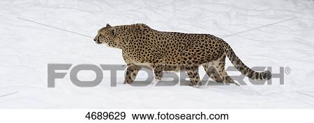 Cheetah in snow View Large Photo Image Stock Photo - Cheetah in snow . Fotosearch