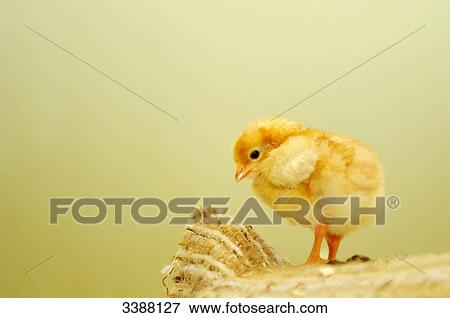 Chick against yellow background, close-up View Large Photo Image Stock Photo - Chick against yellow background, close-up . Fotosearch