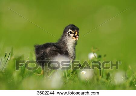 Chick, barn fowl, Gallus gallus domesticus View Large Photo Image Picture - Chick, barn fowl, Gallus gallus domesticus . Fotosearch