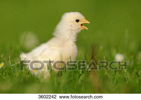 Chick, barn fowl, Gallus gallus domesticus View Large Photo Image Stock Image - Chick, barn fowl, Gallus gallus domesticus . Fotosearch