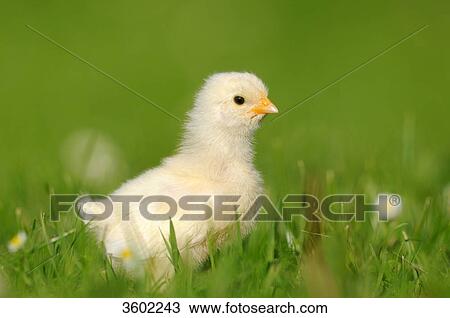 Chick, barn fowl, Gallus gallus domesticus View Large Photo Image Stock Image - Chick, barn fowl, Gallus gallus domesticus . Fotosearch