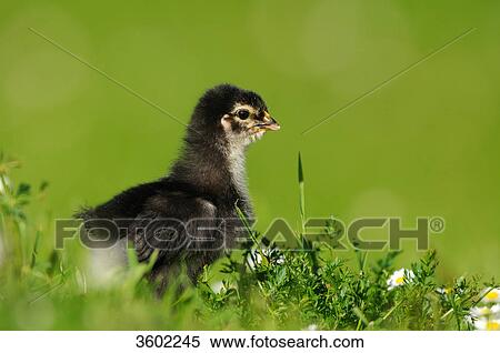 Chick, barn fowl, Gallus gallus domesticus View Large Photo Image Stock Photography - Chick, barn fowl, Gallus gallus domesticus . Fotosearch