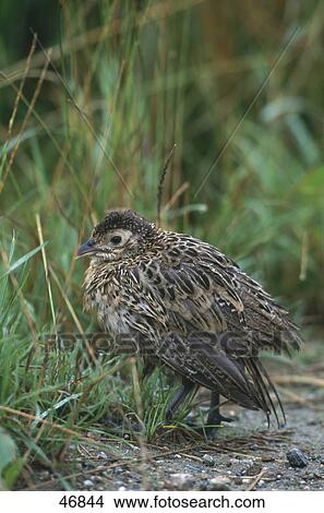 Chick of Pheasant (Phasanius colchicus) bird in field, Germany View Large Photo Image Picture - Chick of Pheasant (Phasanius colchicus) bird in field, Germany . Fotosearch