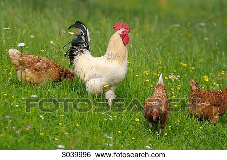 Stock Photograph - Chicken and rooster on a meadow . Fotosearch