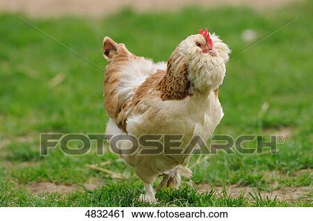 Stock Image - Chicken (Gallus gallus domesticus) in meadow . Fotosearch
