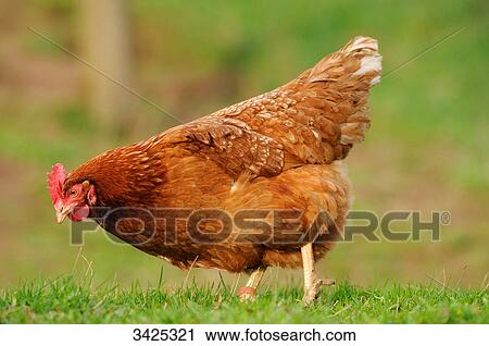 Stock Image - Chicken (Gallus gallus domesticus) on a meadow, side view . Fotosearch