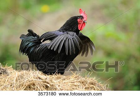 Stock Image - Chicken (Gallus gallus domesticus), rooster . Fotosearch
