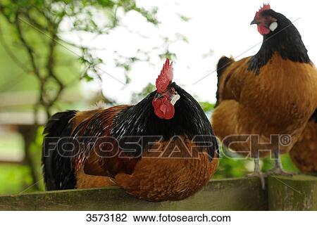 Chicken (Gallus gallus domesticus), rooster and hen View Large Photo Image Stock Image - Chicken (Gallus gallus domesticus), rooster and hen . Fotosearch