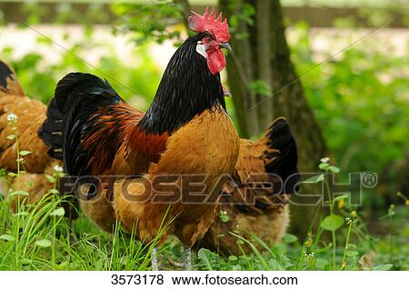Chicken (Gallus gallus domesticus), rooster and hens View Large Photo Image Stock Photo - Chicken (Gallus gallus domesticus), rooster and hens . Fotosearch