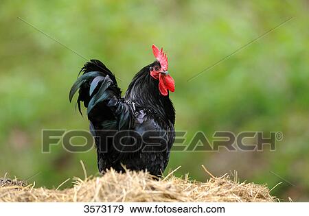 Stock Photo - Chicken (Gallus gallus domesticus), rooster . Fotosearch