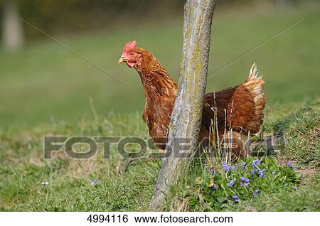 Stock Photograph - Chicken in meadow . Fotosearch
