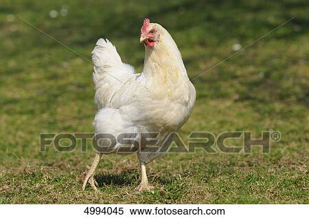 Stock Photography - Chicken in meadow . Fotosearch