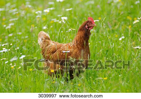 Chicken in the meadow View Large Photo Image Stock Photo - Chicken in the meadow . Fotosearch