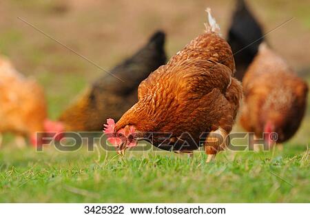 Stock Image - Chickens (Gallus gallus domesticus) on a meadow . Fotosearch