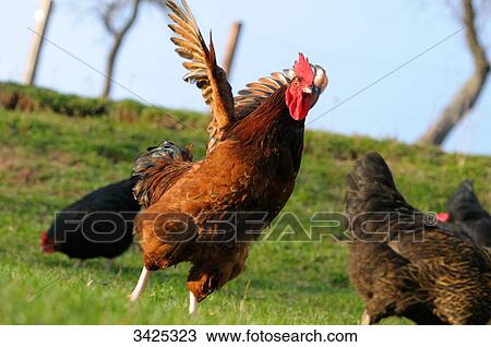 Chickens (Gallus gallus domesticus) on a meadow View Large Photo Image Stock Image - Chickens (Gallus gallus domesticus) on a meadow . Fotosearch