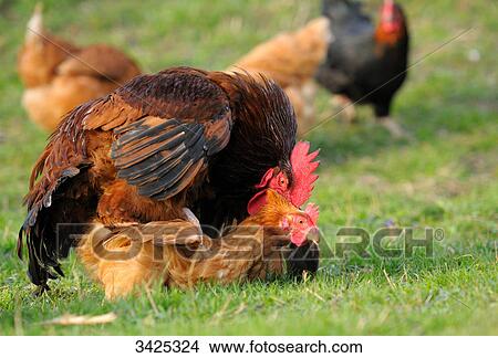 Picture - Chickens (Gallus gallus domesticus) mating . Fotosearch