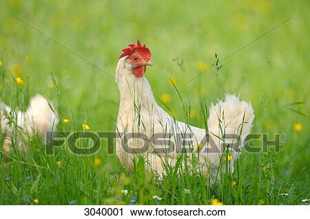 Chickens in a meadow View Large Photo Image Stock Image - Chickens in a meadow . Fotosearch
