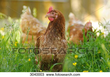 Chickens in a meadow View Large Photo Image Stock Image - Chickens in a meadow . Fotosearch