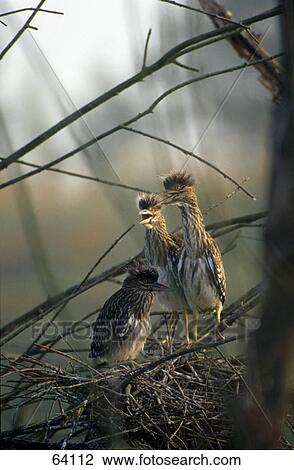 Stock Image - Chicks of Black-crowned Night Heron (Nycticorax nycticorax) in its nest, Bavaria, Germany . Fotosearch