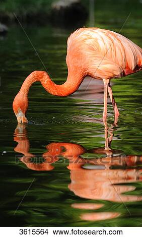 Picture - Chilean Flamingo (Phoenicopterus chilensis) drinking water, close-up . Fotosearch
