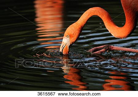 Chilean Flamingo (Phoenicopterus chilensis) drinking water, close-up View Large Photo Image Stock Photo - Chilean Flamingo (Phoenicopterus chilensis) drinking water, close-up . Fotosearch