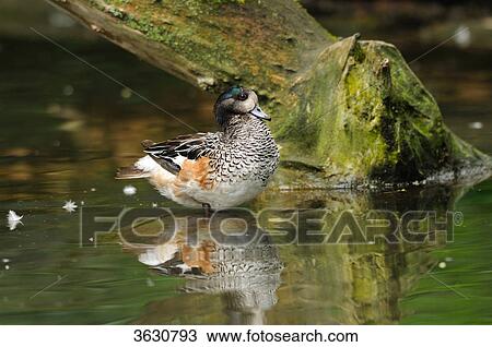 Chilöe Wigeon (Anas sibilatrix) standing in water View Large Photo Image Stock Image - Chilöe Wigeon (Anas sibilatrix) standing in water . Fotosearch