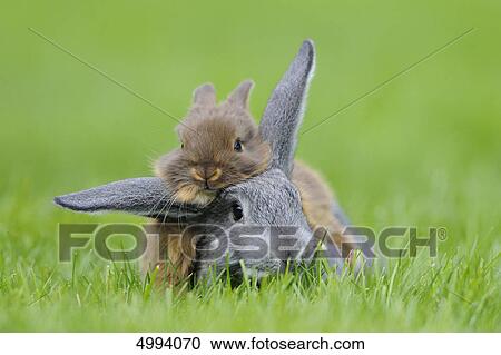 Stock Image - Chinchilla rabbit and Netherland Dwarf in grass . Fotosearch