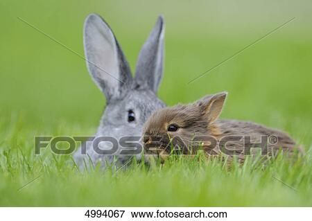 Chinchilla rabbit and Netherland Dwarf in grass View Large Photo Image Stock Photo - Chinchilla rabbit and Netherland Dwarf in grass . Fotosearch