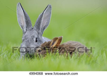 Stock Photo - Chinchilla rabbit and Netherland Dwarf in grass . Fotosearch