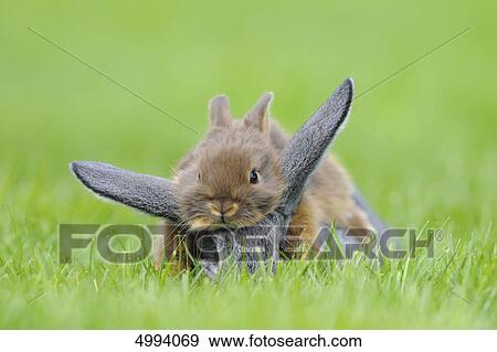 Chinchilla rabbit and Netherland Dwarf in grass View Large Photo Image Stock Photo - Chinchilla rabbit and Netherland Dwarf in grass . Fotosearch