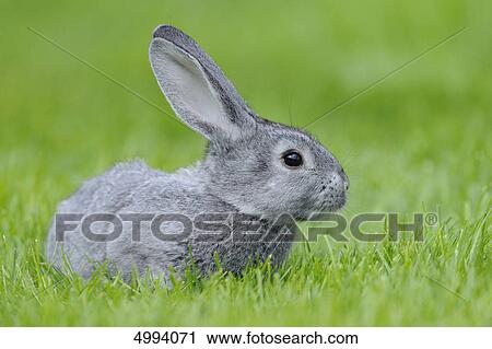 Chinchilla rabbit in grass View Large Photo Image Stock Image - Chinchilla rabbit in grass . Fotosearch
