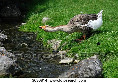 Chinese Goose (Anser cygnoides f. domestica) at a brook View Large Photo Image Picture - Chinese Goose (Anser cygnoides f. domestica) at a brook . Fotosearch