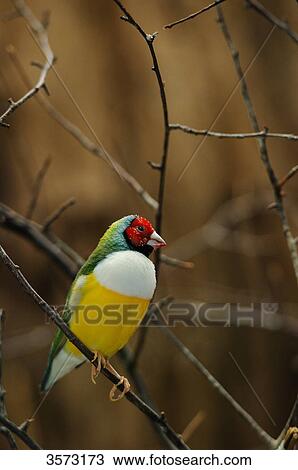 Chloebia gouldiae perching on branch, close-up View Large Photo Image Stock Image - Chloebia gouldiae perching on branch, close-up . Fotosearch