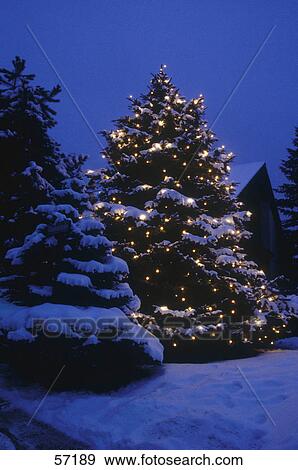 Christmas tree lit up at night View Large Photo Image Stock Photo - Christmas tree lit up at night . Fotosearch