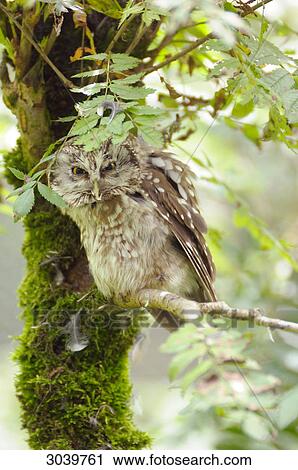 Close-up of a Boreal Owl, Aegolius funereus View Large Photo Image Stock Image - Close-up of a Boreal Owl, Aegolius funereus . Fotosearch