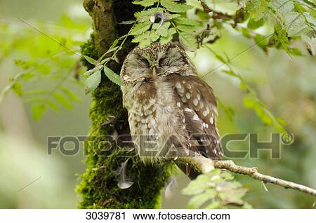 Stock Image - Close up of a boreal owl, Aegolius funereus . Fotosearch