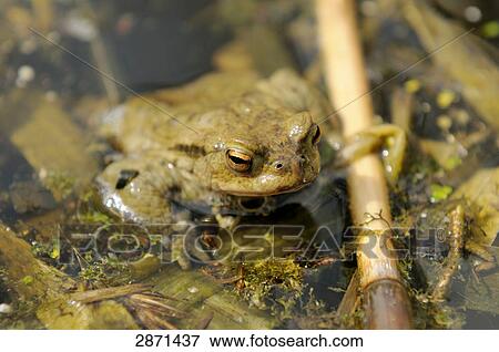 Close-up of African Common Toad (Amietophrynus gutturalis) in water, Altmuehlsee, Franconia, Bavaria, Germany View Large Photo Image Stock Photo - Close-up of African Common Toad (Amietophrynus gutturalis) in water, Altmuehlsee, Franconia, Bavaria, Germany . Fotosearch